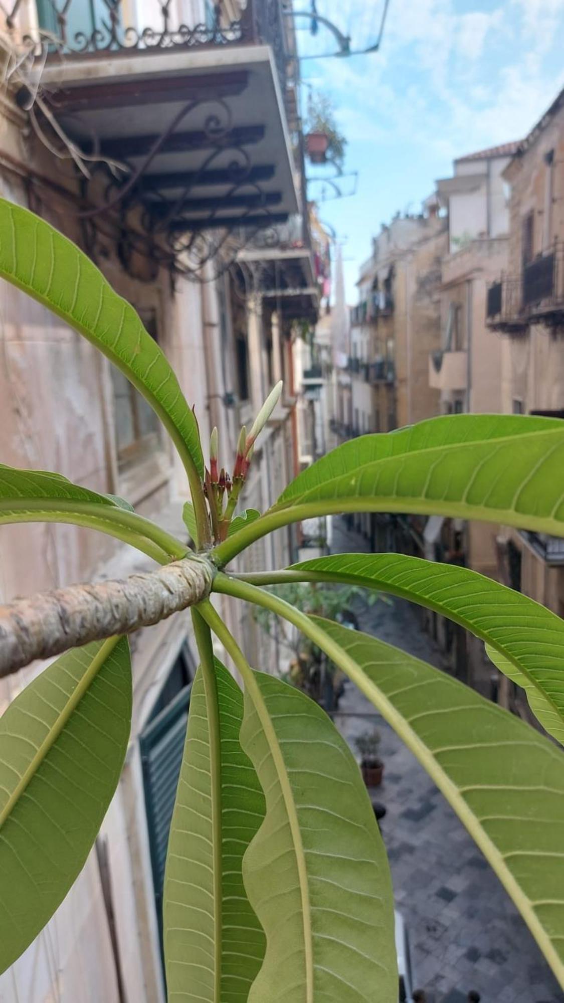 A Casa Di Elena Lejlighed Palermo Eksteriør billede